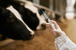 Why Veterinary Logistics Requires Specialized Handling and Packaging